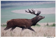 Red Deer 5